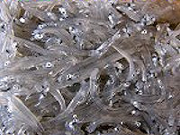 今が旬の生シラス